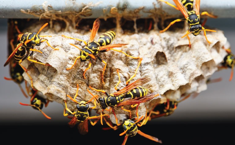 Wasp Control