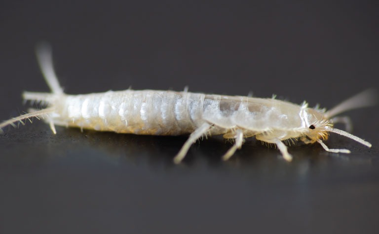 Silverfish Control