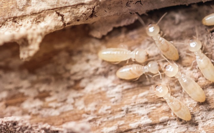 Termite Control